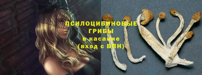 Галлюциногенные грибы Magic Shrooms  Барыш 